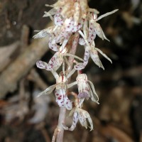 Epipogium roseum (D.Don) Lindl.